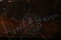 Argiope_ocyaloides_D3465_Z_84_Karinji NP_Australie